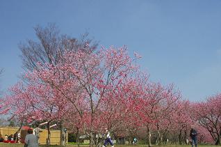 : http://fry.no.coocan.jp/blogn/pic/momo2.jpg