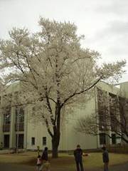 : http://fry.no.coocan.jp/blogn/pic/sak2.jpg