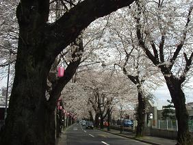 : http://fry.no.coocan.jp/blogn/pic/sak3.jpg