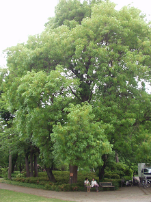 : http://fry.no.coocan.jp/blogn/pic/confusious.PNG