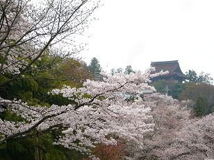 : http://fry.no.coocan.jp/blogn/pic/yoshino2.PNG