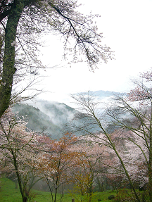 : http://fry.no.coocan.jp/blogn/pic/yoshino5.PNG