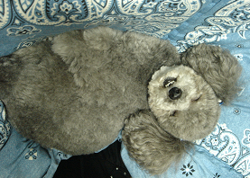 : http://fry.no.coocan.jp/blogn/pic/pet11.PNG