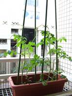 : http://fry.no.coocan.jp/blogn/pic/tomato.PNG