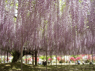: http://fry.no.coocan.jp/blogn/pic/huji2.png