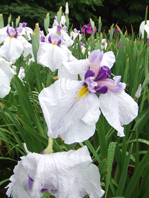 : http://fry.no.coocan.jp/blogn/pic/tokugawasyoubu.PNG