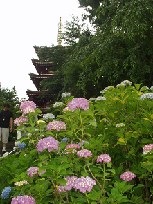 : http://fry.no.coocan.jp/blogn/pic/honndoji1.PNG