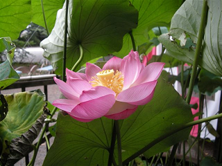: http://fry.no.coocan.jp/blogn/pic/has2.PNG