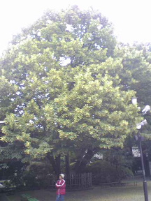 : http://fry.no.coocan.jp/blogn/pic/has3.PNG