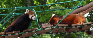 : http://fry.no.coocan.jp/blogn/pic/lpanda1.PNG