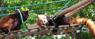: http://fry.no.coocan.jp/blogn/pic/lpanda2.PNG