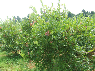 : http://fry.no.coocan.jp/blogn/pic/blueberry1.PNG