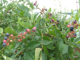 : http://fry.no.coocan.jp/blogn/pic/blueberry2.PNG