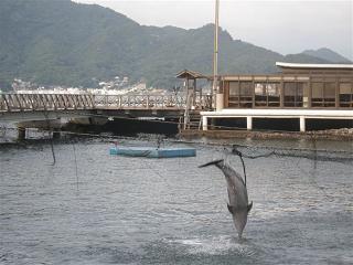 : http://fry.no.coocan.jp/blogn/pic/awasima2.JPG