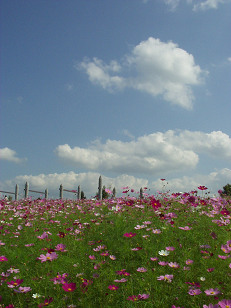 : http://fry.no.coocan.jp/blogn/pic/kosumosumaki3.PNG