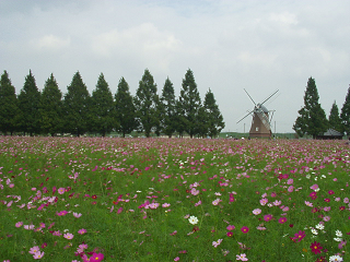 : http://fry.no.coocan.jp/blogn/pic/kosumosuake2.PNG