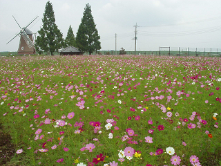 : http://fry.no.coocan.jp/blogn/pic/kosumosuake1.PNG