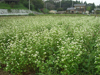 : http://fry.no.coocan.jp/blogn/pic/kosumosusoba.PNG