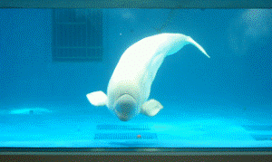 http://fry.no.coocan.jp/WordPress/wp-content/uploads/2009/01/kamoga2-300x179.png