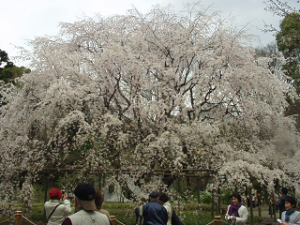 http://web.archive.org/web/20100510131051im_/http:/fry.no.coocan.jp/WordPress/wp-content/uploads/2009/03/riku1-300x225.png