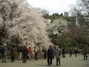 http://web.archive.org/web/20100510131051im_/http:/fry.no.coocan.jp/WordPress/wp-content/uploads/2009/03/riku2-300x225.png