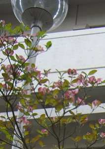 http://web.archive.org/web/20100510125941im_/http:/fry.no.coocan.jp/WordPress/wp-content/uploads/2009/04/hanami0-213x300.png