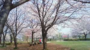: http://fry.no.coocan.jp/WordPress/wp-content/uploads/2009/04/sakural2.png