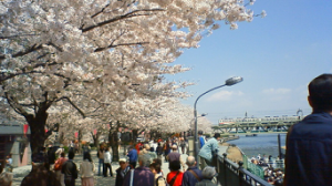 : http://fry.no.coocan.jp/WordPress/wp-content/uploads/2009/04/sakura1-300x168.png