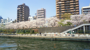 : http://fry.no.coocan.jp/WordPress/wp-content/uploads/2009/04/sakura2-300x168.png