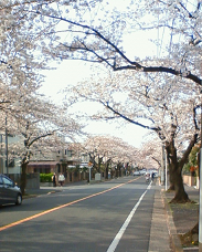 : http://fry.no.coocan.jp/WordPress/wp-content/uploads/2009/04/sakura3.png