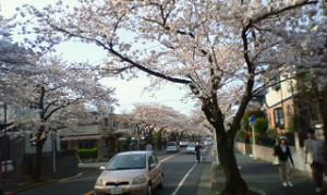 : http://fry.no.coocan.jp/WordPress/wp-content/uploads/2009/04/sakura4-300x179.png