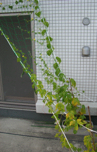 http://web.archive.org/web/20100510125946im_/http:/fry.no.coocan.jp/WordPress/wp-content/uploads/2009/07/kuki0-191x300.png