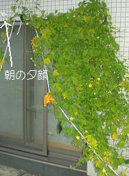 http://web.archive.org/web/20100510125956im_/http:/fry.no.coocan.jp/WordPress/wp-content/uploads/2009/09/goya.png