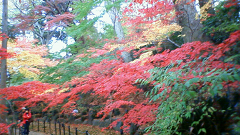 http://web.archive.org/web/20100510130001im_/http:/fry.no.coocan.jp/WordPress/wp-content/uploads/2009/11/hon2.png