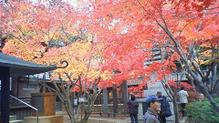 http://web.archive.org/web/20100510130001im_/http:/fry.no.coocan.jp/WordPress/wp-content/uploads/2009/11/hon3.png