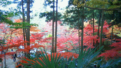 http://web.archive.org/web/20100510130001im_/http:/fry.no.coocan.jp/WordPress/wp-content/uploads/2009/11/hon5.png