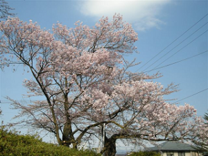 http://web.archive.org/web/20100510131312im_/http:/fry.no.coocan.jp/WordPress/wp-content/uploads/2010/04/mi2-300x225.png