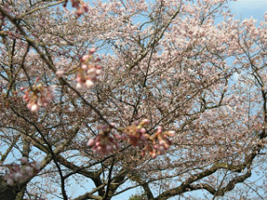http://web.archive.org/web/20100510131312im_/http:/fry.no.coocan.jp/WordPress/wp-content/uploads/2010/04/mi4-300x225.png