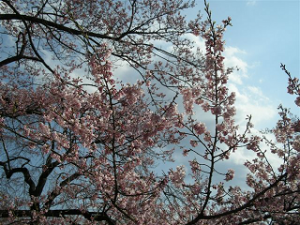 http://web.archive.org/web/20100510131312im_/http:/fry.no.coocan.jp/WordPress/wp-content/uploads/2010/04/mi5-300x225.png