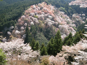 http://fry.no.coocan.jp/WordPress/wp-content/uploads/2010/04/yo1-300x225.png