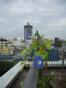 http://fry.no.coocan.jp/WordPress/wp-content/uploads/2010/06/kas1-225x300.png