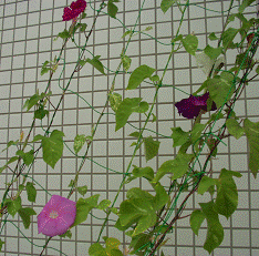 http://fry.no.coocan.jp/WordPress/wp-content/uploads/2010/09/as0.png