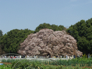 http://fry.no.coocan.jp/WordPress/wp-content/uploads/2011/04/yos2-300x225.png