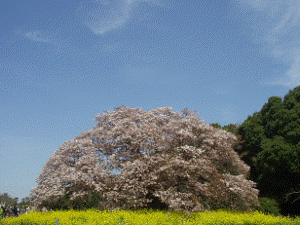 http://fry.no.coocan.jp/WordPress/wp-content/uploads/2011/04/yos1-300x225.png