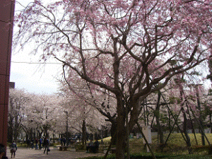 http://fry.no.coocan.jp/WordPress/wp-content/uploads/2011/04/mi3-300x225.png