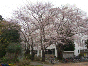 http://fry.no.coocan.jp/WordPress/wp-content/uploads/2011/04/sa21-300x225.png