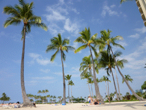 http://fry.no.coocan.jp/WordPress/wp-content/uploads/2011/05/hana1-300x225.png