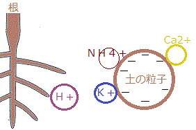 http://fry.no.coocan.jp/WordPress/wp-content/uploads/2011/06/nez.gif