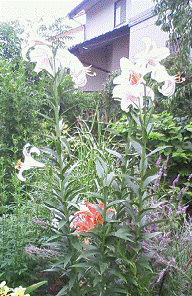 http://fry.no.coocan.jp/WordPress/wp-content/uploads/2011/07/li4.png