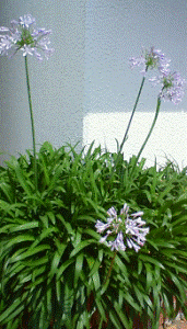 http://fry.no.coocan.jp/WordPress/wp-content/uploads/2011/07/nai-171x300.png